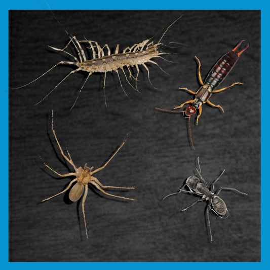 Structural Insect Control (Season Bundle)